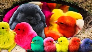 LUCU SEKALI ðŸ£ðŸŒˆAyam Lucu Ayam Warna WarniAyam Rainbow GokilKura Kura LucuBebek Wek WekHewan Lucu [upl. by Harriott]