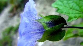 Apple of Peru Nicandra physalodes  20130821 [upl. by Hgielak]