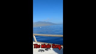 The Whale Song [upl. by Tloh]