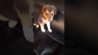 He only wanted a way down from the couch puppy puppies puppyvideos [upl. by Anhavas]