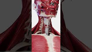 Anterior Neck Muscles Vital Players in Movement and Speech meded anatomy 3danimation [upl. by Ynattyrb]