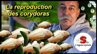 La reproduction des corydoras  Nouveau portrait daquariophile  ✔ [upl. by Yrral506]