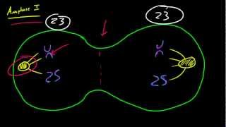 Biology Lecture  55  Metaphase 1 and Anaphase 1 [upl. by Beaumont]