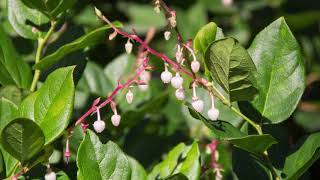 salal  Gaultheria shallon Identification and characteristics [upl. by Bolan]