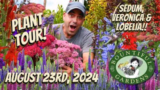 Succulent Sedum Vibrant Veronica and Luscious Lobelia  Late Summer Blooming Perennials You NEED [upl. by Mieka]