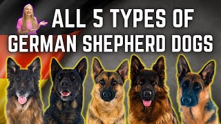 The 5 German Shepherd Breed Types Simply Explained [upl. by Kym866]