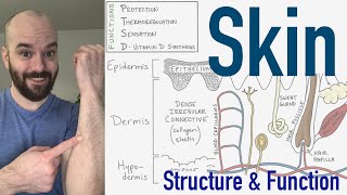 Integumentary System  Structure and Function of the Skin [upl. by Eneleh]