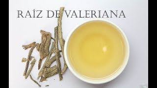 Como preparar té de raíz de valeriana y algunos beneficios de tomar esta infusión para la salud [upl. by Lenssen95]