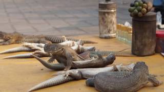 Spinytail lizard Saara Hardwickii  oil to cure impotency in Pakistan [upl. by Ahsinyd]