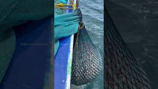 Trawl Net Fishing  Rosy Snapper Fish Catching in The Sea shorts fishing [upl. by Nabal]