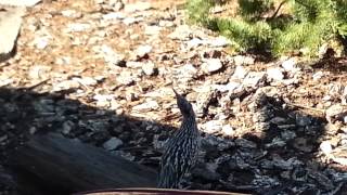 A Close Encounter With A Wild Roadrunner In My Yard [upl. by Ahsoj825]