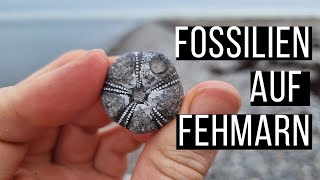 Fehmarn  Das Fossilienparadies [upl. by Polad]