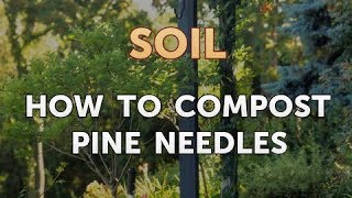 How to Compost Pine Needles [upl. by Sayette]