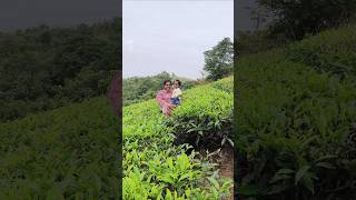 Vagamon Tea Garden ☘️ vagamon teagarden shorts cutebaby [upl. by Alywt304]