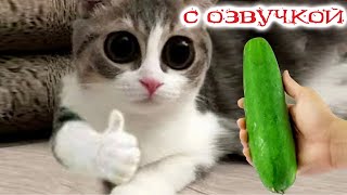 Приколы с котами Смешные коты  С ОЗВУЧКОЙ Самые смешные животные [upl. by Mahda906]