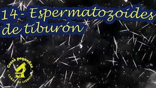 14 Espermatozoides de tiburón al microscopio [upl. by Eislek557]