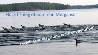 Group fishing of Common Mergansers [upl. by Nireil]