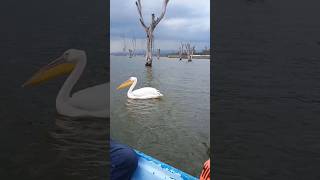 Pelican birdnaturelovers pelicans birdslover [upl. by Okorih]