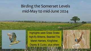 Birding the Somerset Levels in May amp June 2024 [upl. by Arem]