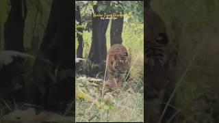 Tiger sighting near trek kanhanationalpark shorts ytshorts jungle bigcat tiger wildlife cat [upl. by Forsta]