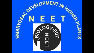 Embryosac Devlopment in Higher Plants MegasporogenesisNEETNCERT [upl. by Gnes]