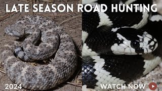 Late Season Road Cruising Slow nights but a beautiful King Snake [upl. by Attolrac]