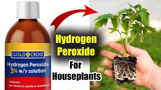 Benefits of Hydrogen Peroxide on Houseplants  How Does it Help for Growing Plant [upl. by Hakkeber]