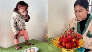 See this funny monkey Icy Are Eating Snack With Mom cute monkey animals eating [upl. by Alisander299]