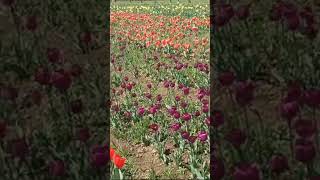 Tulip Festival in SrinagarJammu KashmirSrinagartulip garden [upl. by Arica71]