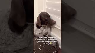 This dog doesn’t like how his nails were clipped 🤣funny dog fyptiktok [upl. by Ardnuhs]