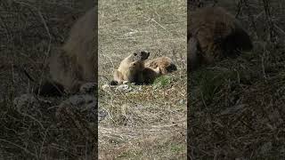 Si tu croises une marmotte NE FAIS JAMAIS ÇA  montagne faunesauvage animauxsauvages randonnée [upl. by Citron]