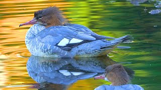 Goosander Duck Females Grooming in Colorful Waters 4K Common Merganser [upl. by Brasca225]