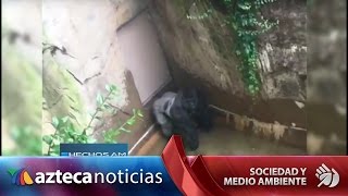 Cae niño a jaula de gorila ¿zoológico debió sacrificarlo [upl. by Robison]