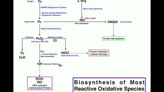 Biosynthesis of Major Reactive Oxidative Species [upl. by Ytirehc]