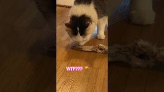 Keinohrhase Hasenohr  Leckerbissen für Katzen 😹lustige Katzenvideos 😻cats shorts [upl. by Calv787]