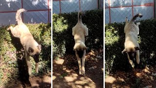 Sarplaninac Leaps Over the Fence  Incredible Dog Agility [upl. by Htnamas]