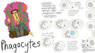 Phagocytes white blood cells that identify and destroy pathogens through phagocytosis [upl. by Sochor179]