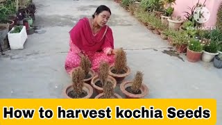 Collect Kochia SeedsKochia Seeds kaise Collect kareHow to collect Kochia Seeds [upl. by Aizirtap869]