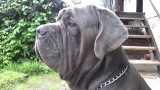 Mastino Napoletano [upl. by Cramer]