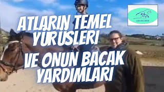 Atların temel yürüşleri ve onun bacak yardımları 🐴🤓 binicilik binicilik eğitimi eğitim [upl. by Wang]