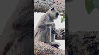 Grey Langur Sound [upl. by Middlesworth]