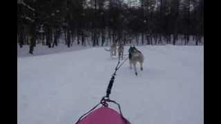 Dog Sledding Accidents [upl. by Lauter]