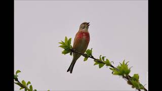 Canto Del Pardilo  chant magnifique de linotte [upl. by Kamerman]