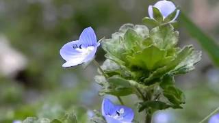 Creeping Speedwell Veronica filiformis [upl. by Zanas]