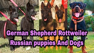 Rottweiler German Shepherd Russian puppies and Dog 03139393944 [upl. by Stephanus460]