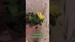 Первое домашнее цветение FAUCARIA🥰 просто восторг цветы [upl. by Etteniuq]