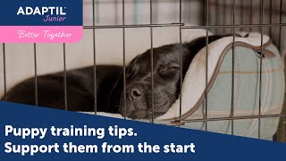 Puppy Training Tips Support them on the car journey home and meeting your other pets with ADAPTIL [upl. by Aninotna]