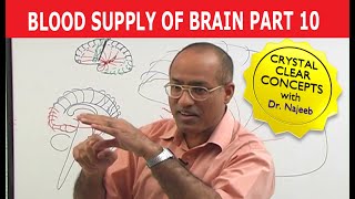 Blood Supply of Brain  Circle of Willis  Part 1011 [upl. by Owens]