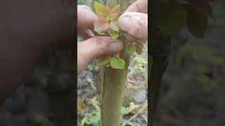 The common grafting time is in spring or autumnsatisfying grafting plantgrafting graft nature [upl. by Coe403]