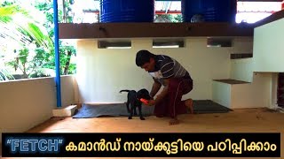 dog training  Fetch  Take it Malayalam  kerala  വളര്‍ത്തു നായയെ പരിശീലിപ്പിക്കാം [upl. by Glovsky]